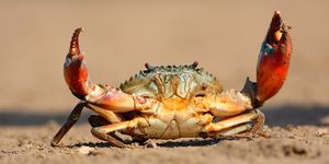 crab with claws extended