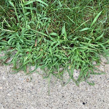 how to get rid of crabgrass