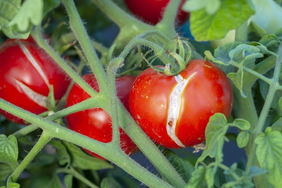 cracking of a tomato as a result of excess moisture, overheating of a vegetable or an overdose of fertilizers, on a bush close up crop loss problems of agriculture, tomato disease