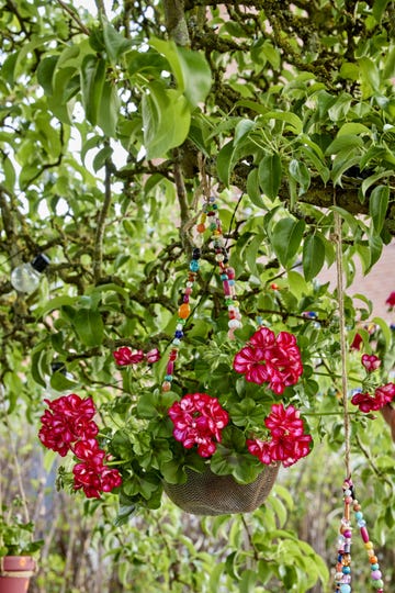 pre planted hanging baskets
