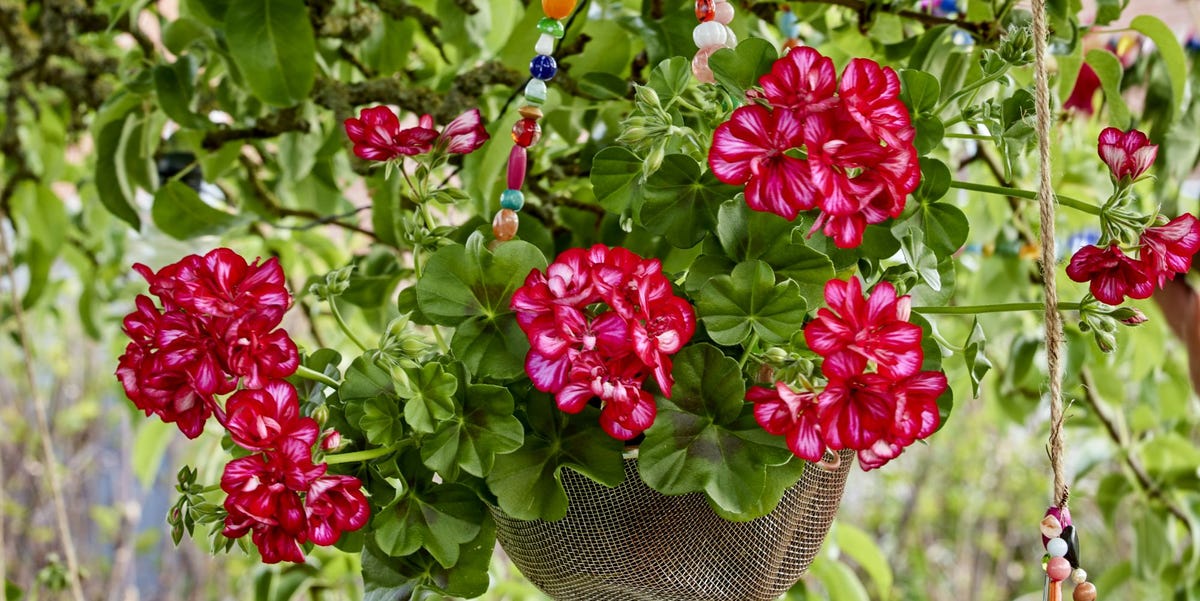 a hanging basket filled with pink flowers pre planted hanging baskets