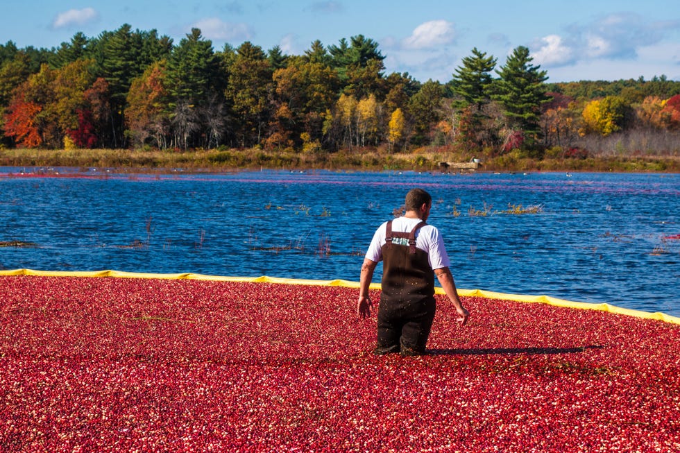 Where Do Cranberries Grow? What to Know Ahead of Thanksgiving