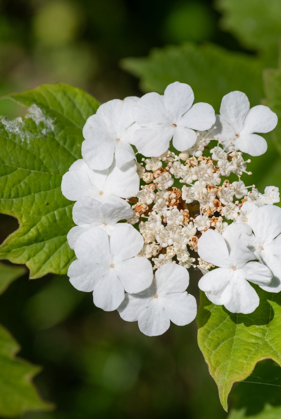 cranberry bush viburnum (viburnum trilobum) flowers