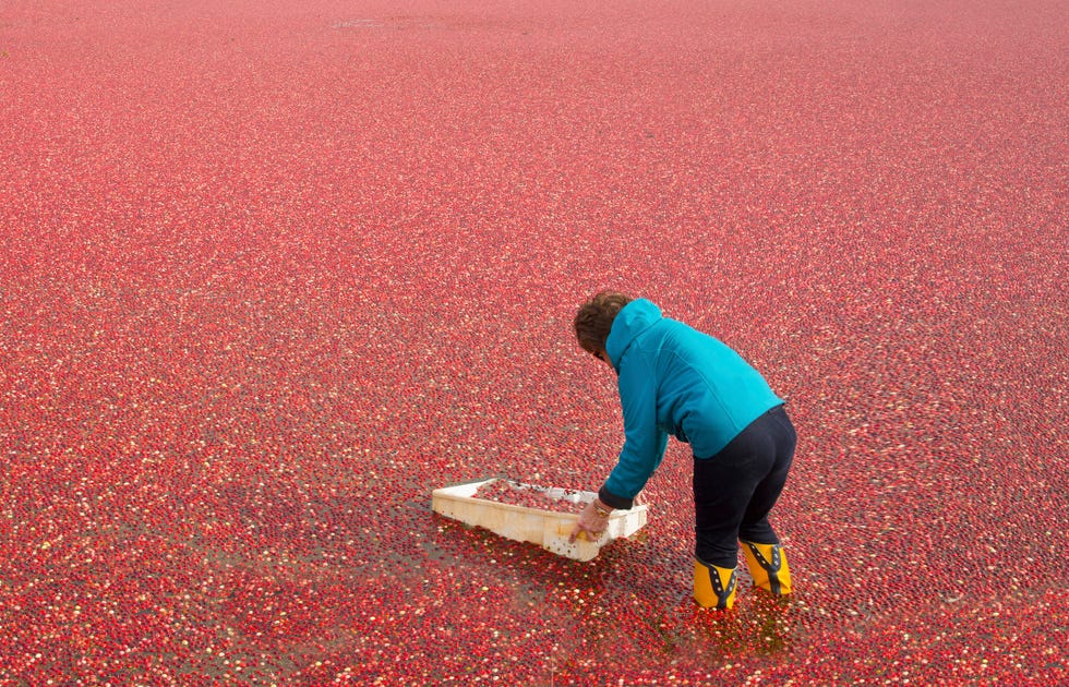 cranberry harvest