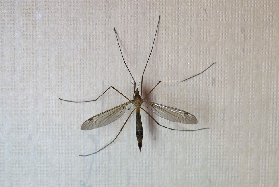 crane fly insect animal