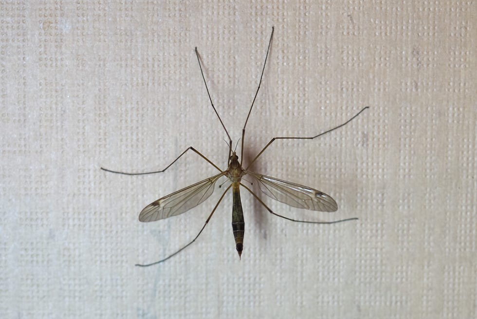 crane fly insect animal