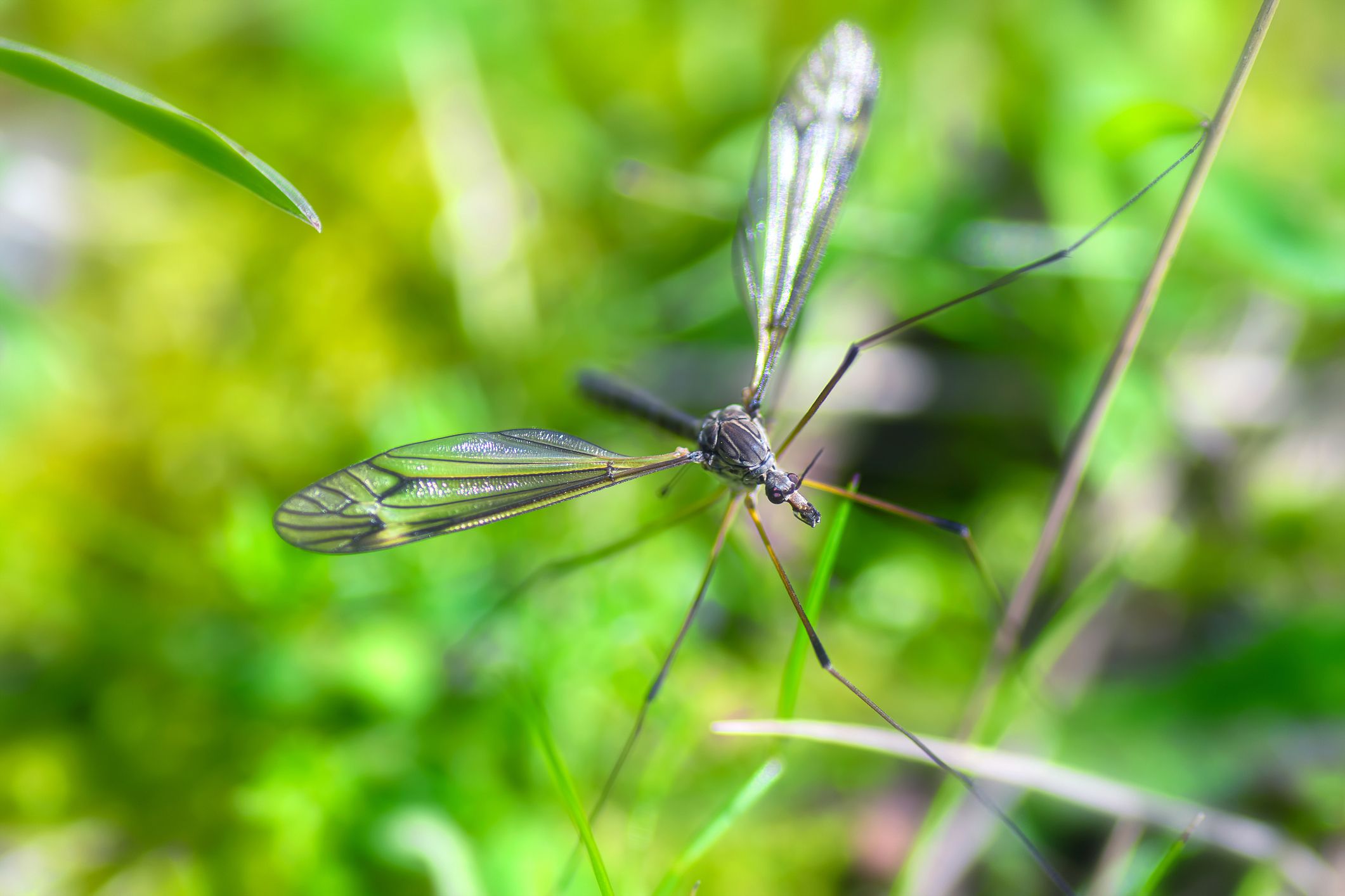 Daddy (and Mummy) Longlegs - crane fly