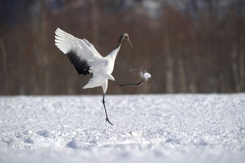 Bird, Beak, Wing, Crane-like bird, Wildlife, Snow, Heron, Egret, Great egret, Feather, 