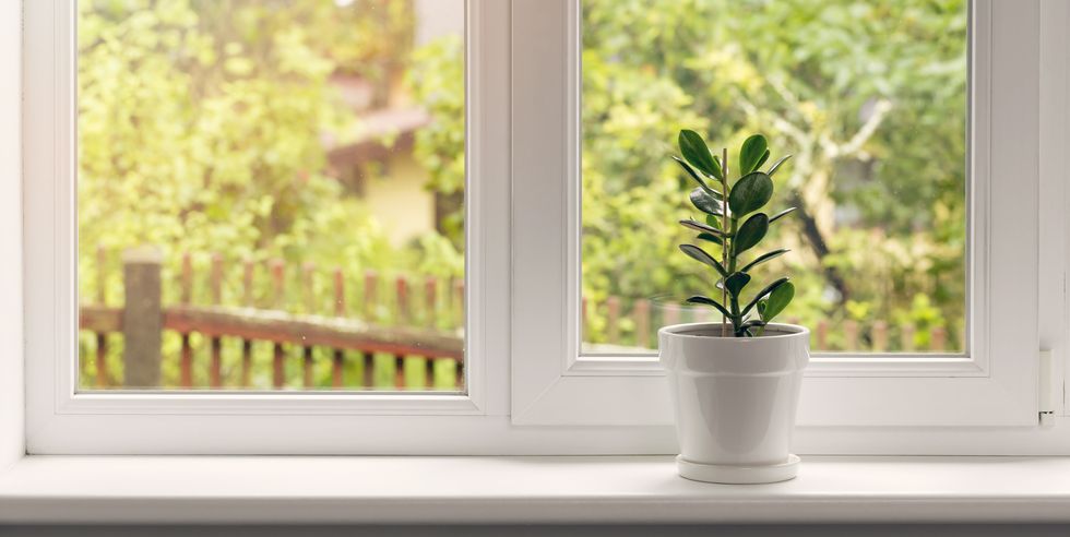 crassula flower in pot on windowsill