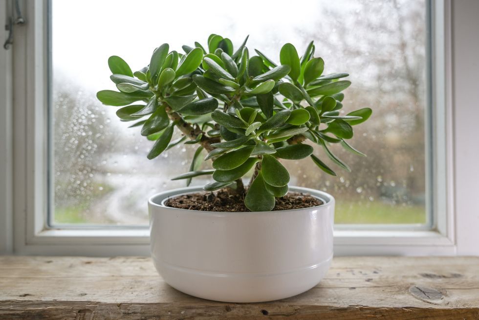 a potted plant in a window