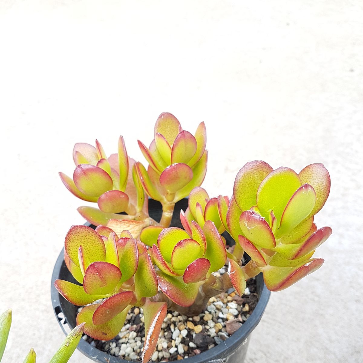 https://hips.hearstapps.com/hmg-prod/images/crassula-ovata-or-also-known-as-jade-plant-lucky-royalty-free-image-1645542160.jpg?crop=0.960xw:0.720xh;0,0.179xh&resize=1200:*