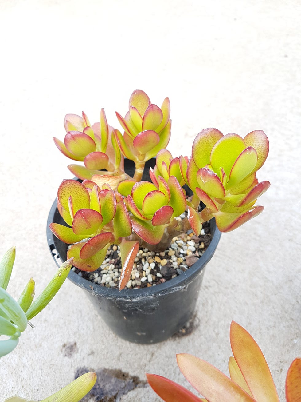 crassula ovata or also known as jade plant, lucky plant, money plant or money tree,