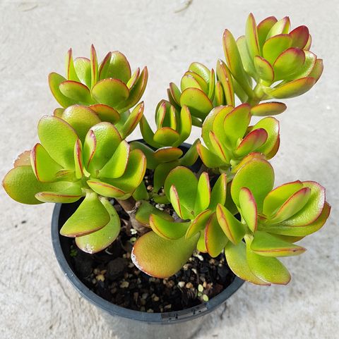 crassula ovata or known as money plant, jade plant or lucky plant