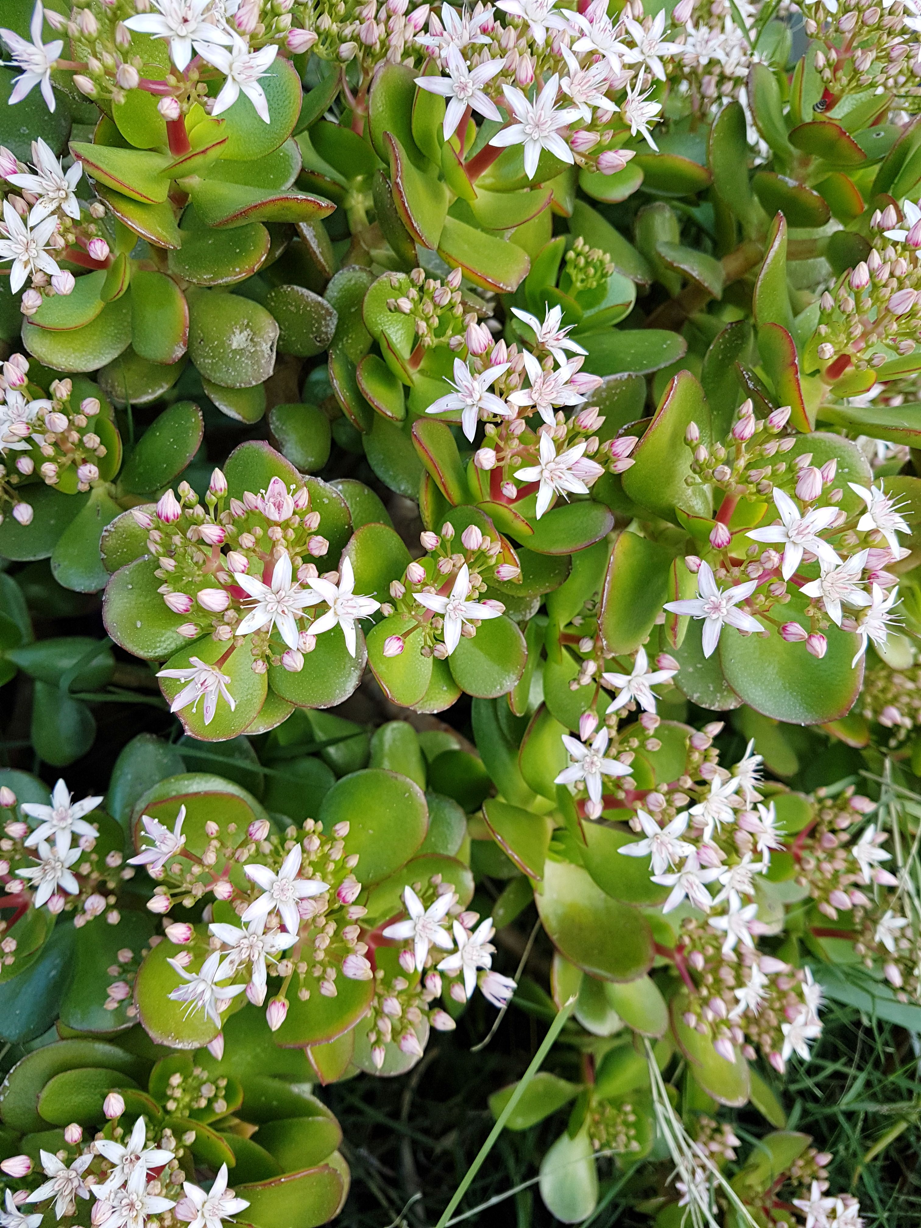 succulent flowers with leaves