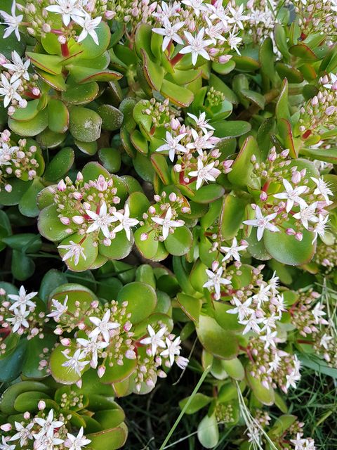 crassula ovata ovata also known as jade plant, lucky plant, money plant or money tree