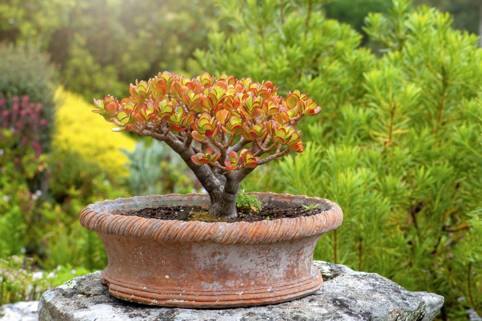 crassulata ovata 'sunset' an evergreen succulent subshrub in a vintage terracotta pot