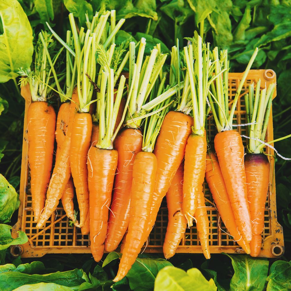 crate of carrots in garden