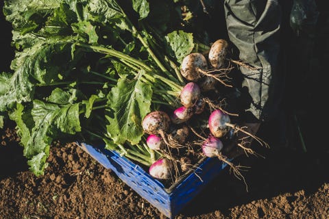 a crate of freshly picked organic vegetables in a field, turnips with green leafy tops