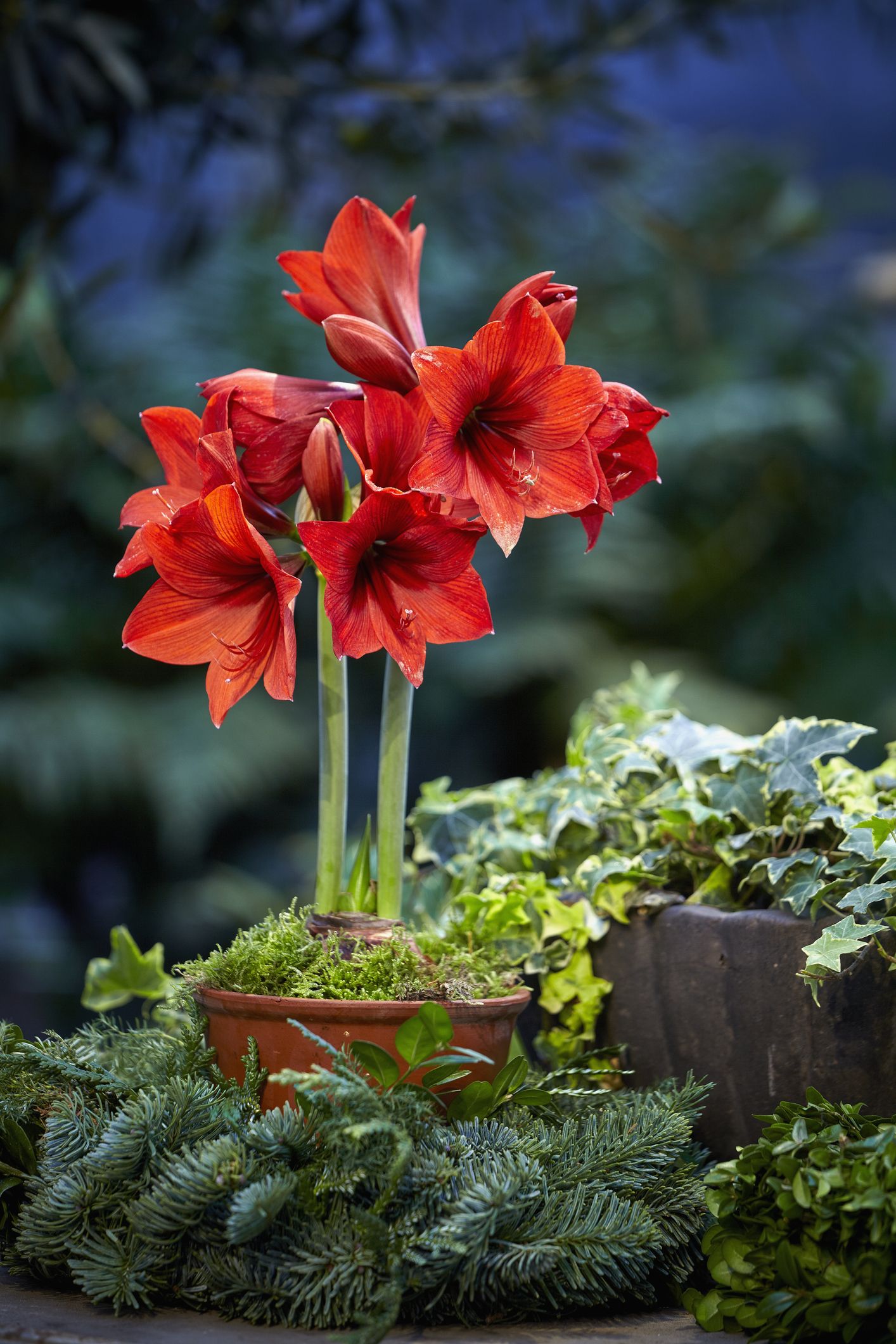 Christmas store blooming plants