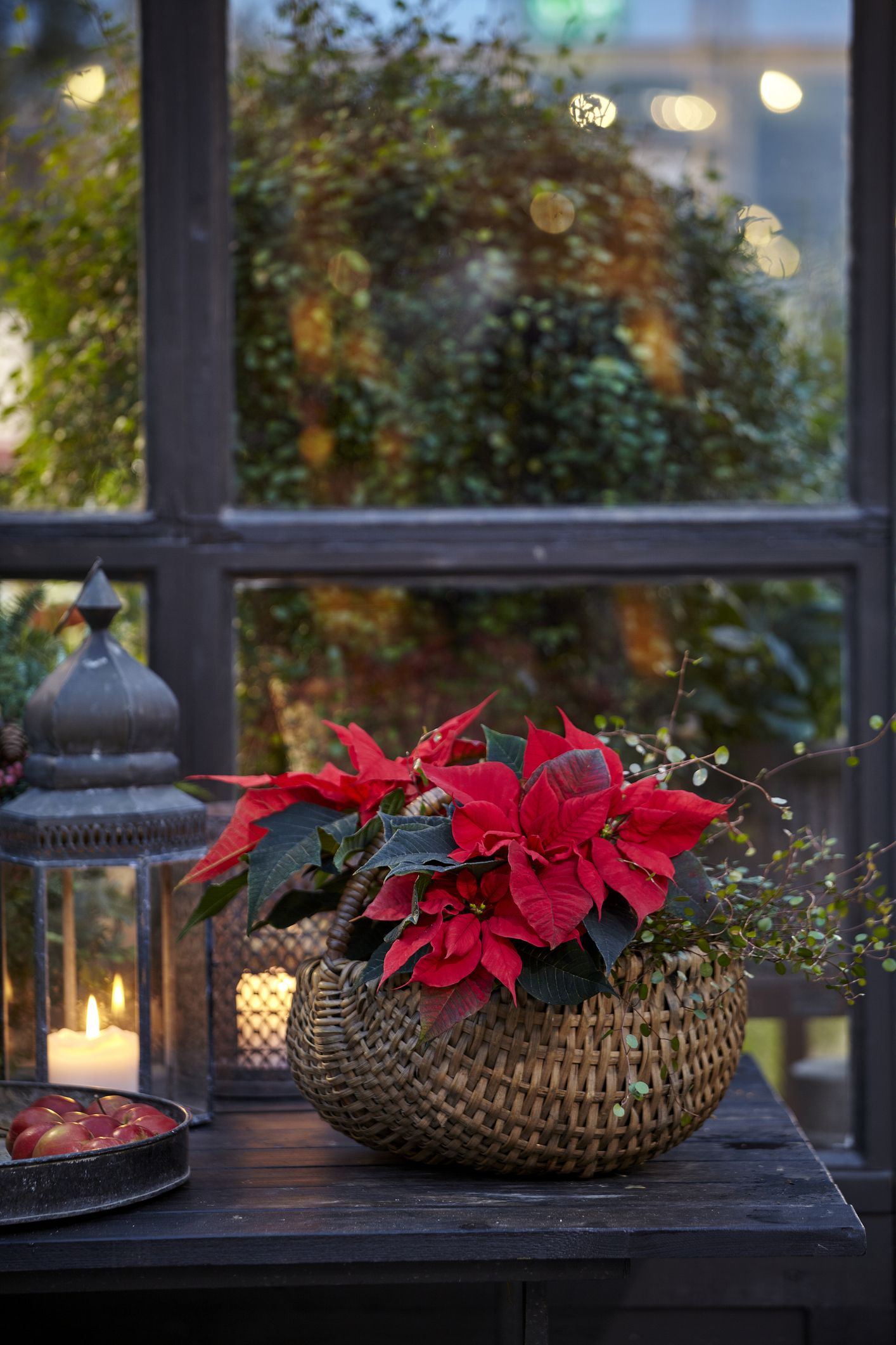 Beautiful christmas flowers hotsell