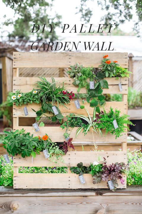 Plant, Herb, Garden, Botany, Flower, Houseplant, Yard, Vegetable, Fence, geranium, 
