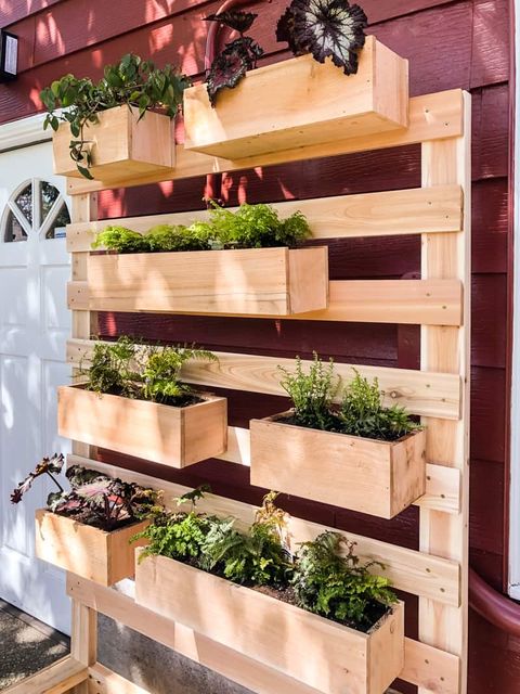 Flowerpot, Houseplant, Shelf, Wood, Wall, Hardwood, Plant, Herb, Tree, Furniture, 