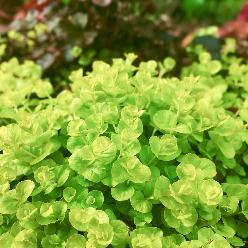 Best ground cover, trailing ice plant