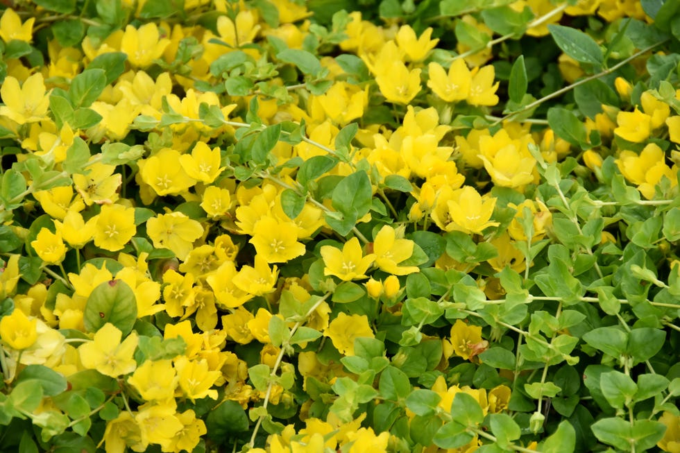 how to grow creeping jenny