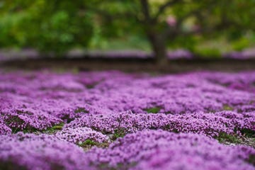 best ground cover plants creeping thyme