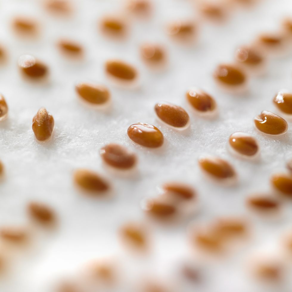 cress seeds on paper towels