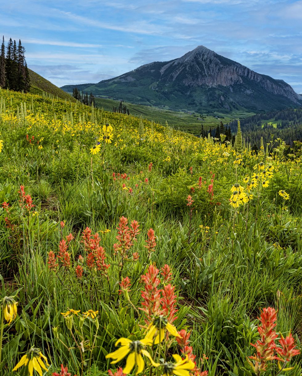 a field of wild flowers in the foreground and crested boat mountain in the background