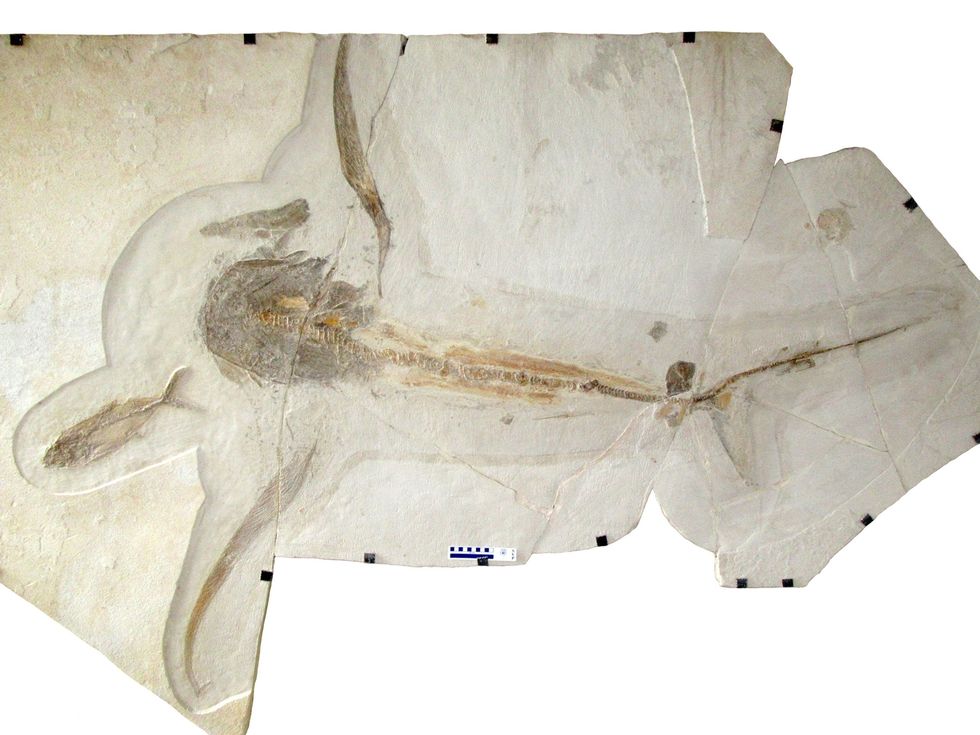 Dit uit het Krijt afkomstige fossiel van een zeedier is een van de oudste voorbeelden van een dier dat zich voortbewoog via onderwatervluchten zoals moderne mantas ook doen