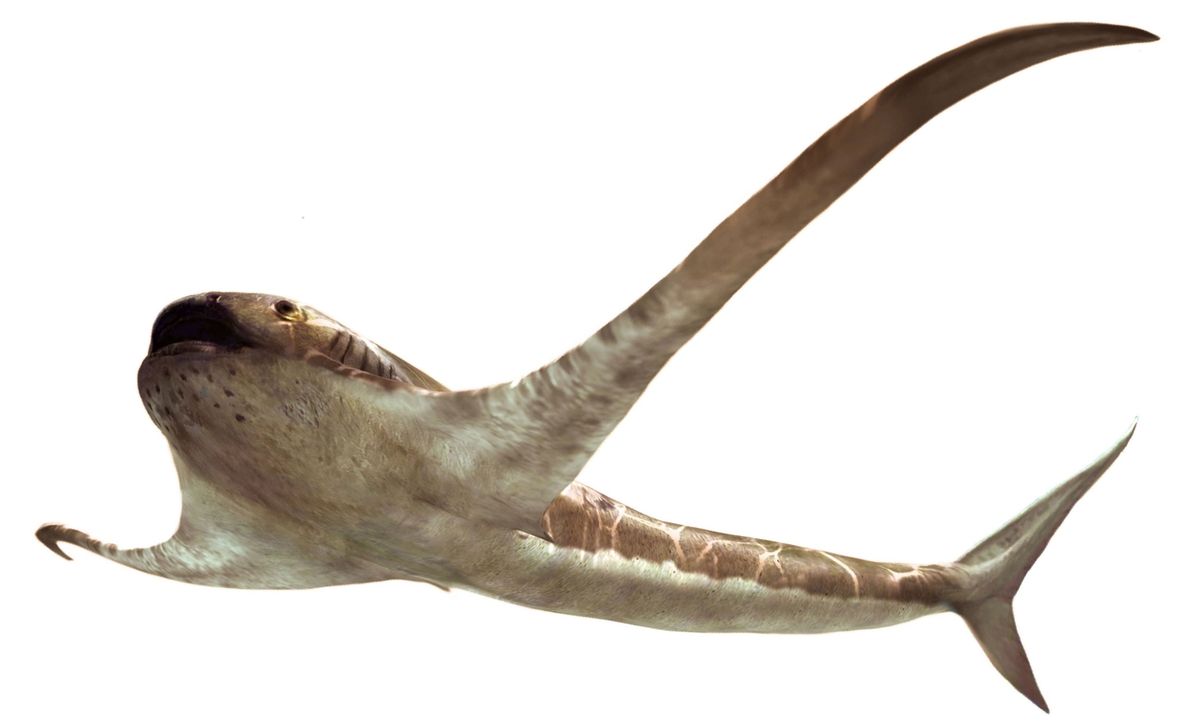 Een voor het eerst omschreven zeedier dat werd ontdekt in 95 miljoen jaar oude aardlagen in Vallecillo in Mexico lijkt op een haai met lange vinnen waarmee hij als een manta door het water kan glijden