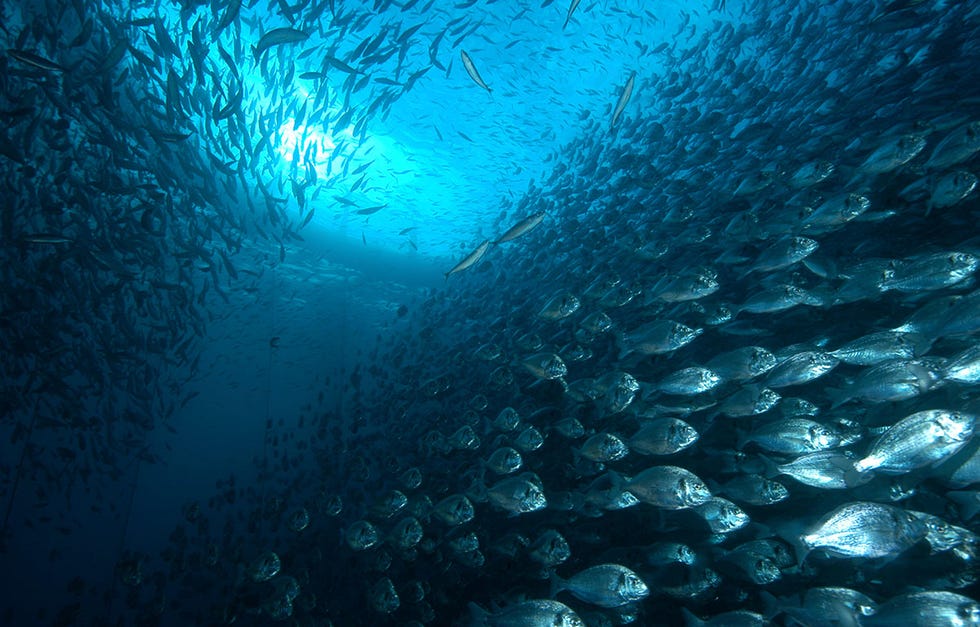 Crianza de Nuestros Mares garantiza al consumidor Frescura y calidad en sus pescados. la acuicultura es fuente de alimentación saludable y sostenible.