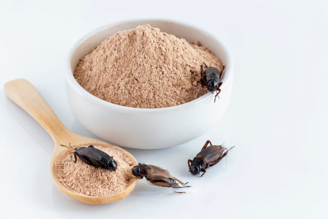 cricket powder insect and pile gryllus bimaculatus for eating as food items made of insect meat in bowl on white background is good source of protein edible for future and entomophagy concept