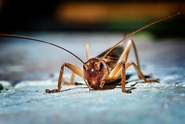 Cricket King - How to store your crickets