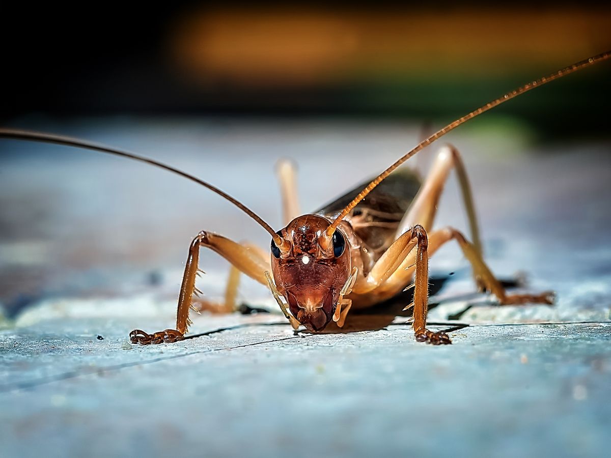 Georgia Crickets - Want something you can keep your crickets in