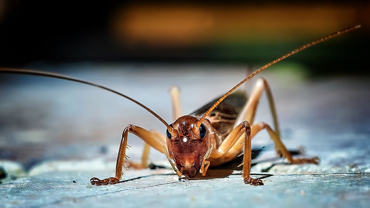 How to Get Rid of Crickets in 4 Steps, Per Entomologists