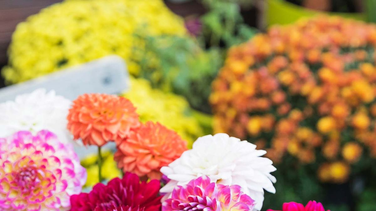 preview for Crisantemo: Cuidados y características de esta planta de invierno con flor