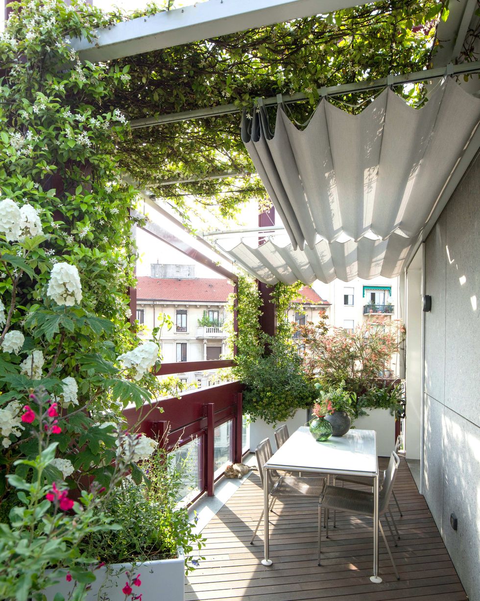 cristina mazzucchelli balcony garden view along terrace to shaded dining area planter with hydrangea and climbing jasmine