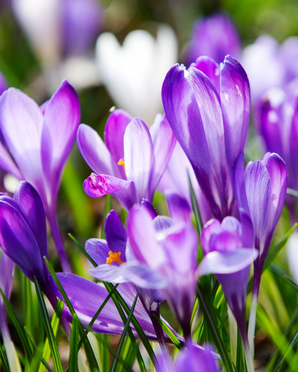 bulbs to plant in fall crocus bulbs to plant in fall crocus