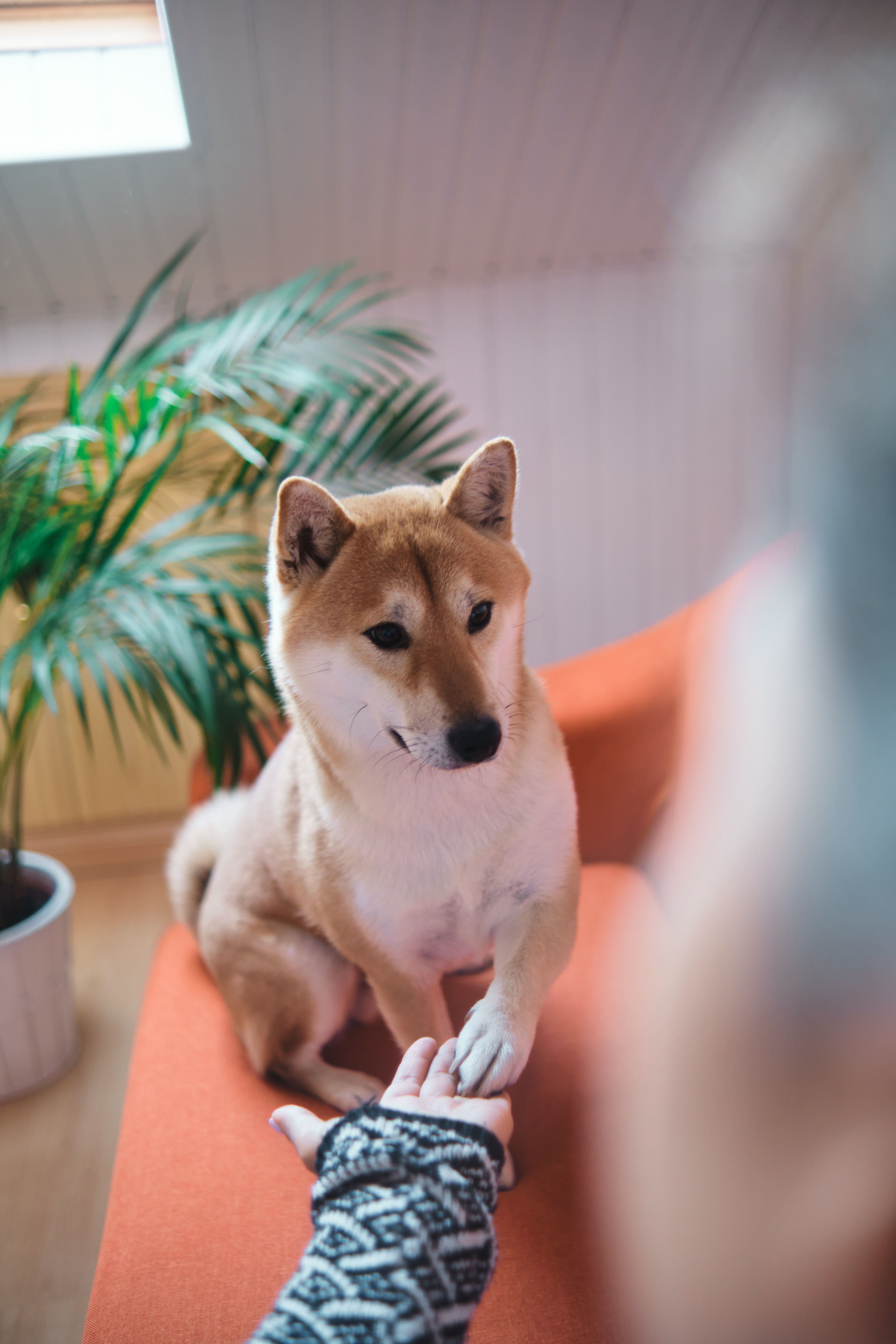 5 Fun Brain Games to Test Your Dog's Intelligence - The Online Dog Trainer