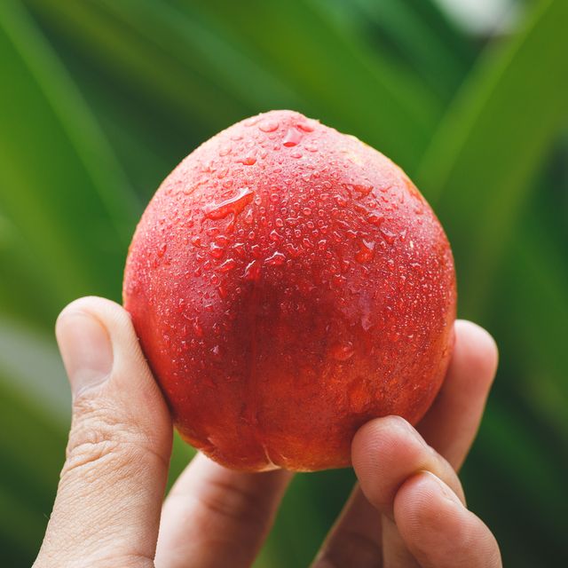 cropped hand holding wet peach against plants