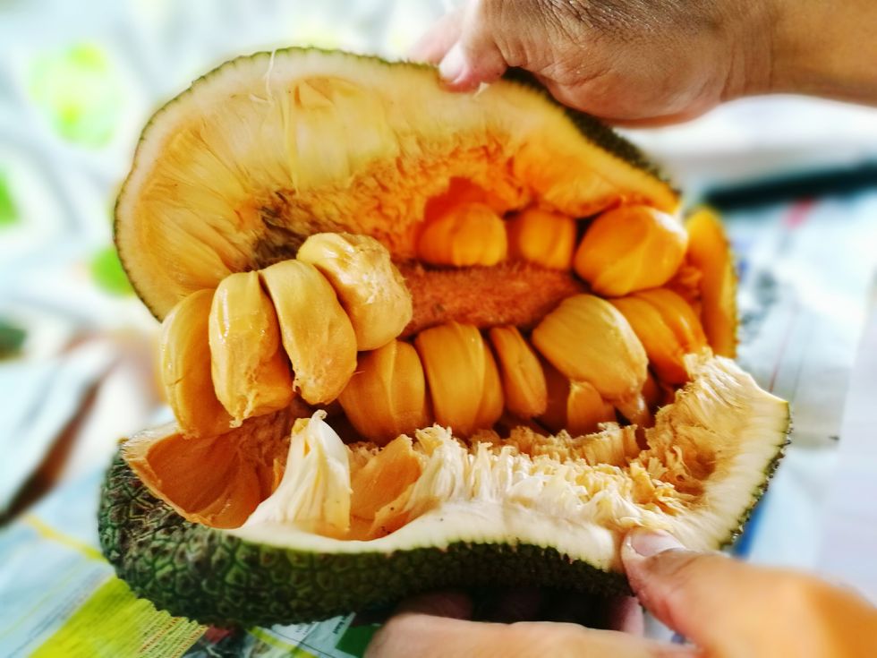 Cropped Image Of Hands Showing Jackfruit
