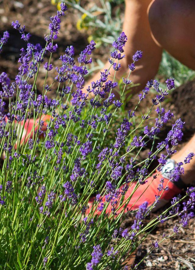Grow Lavender in Your Herb Garden - The Home Depot