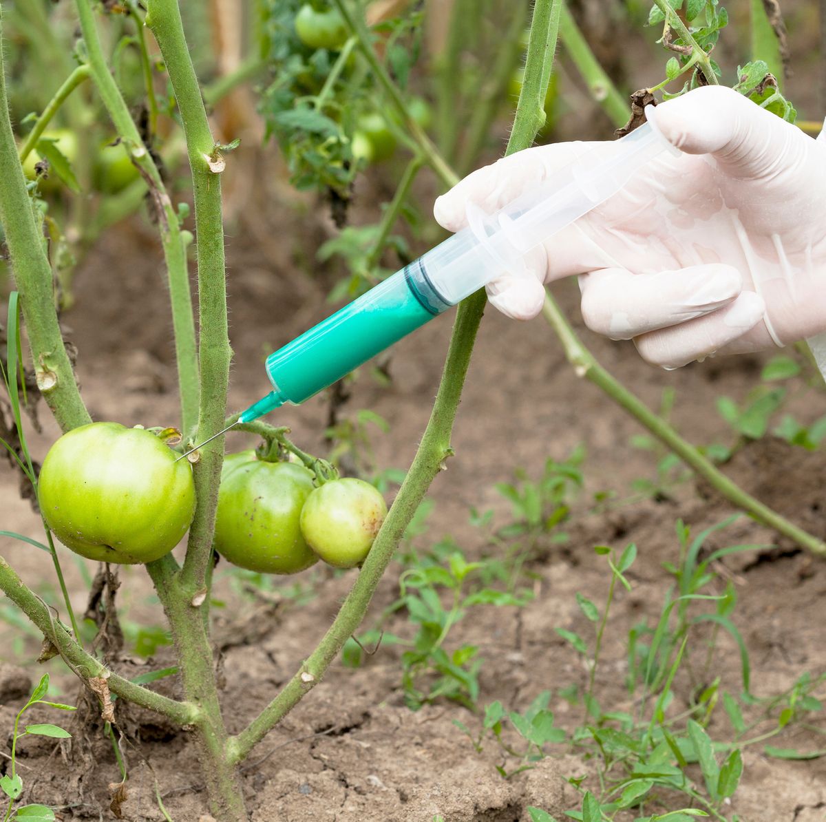 Cropped Image Of Scientist Injecting Tomato At Farm
