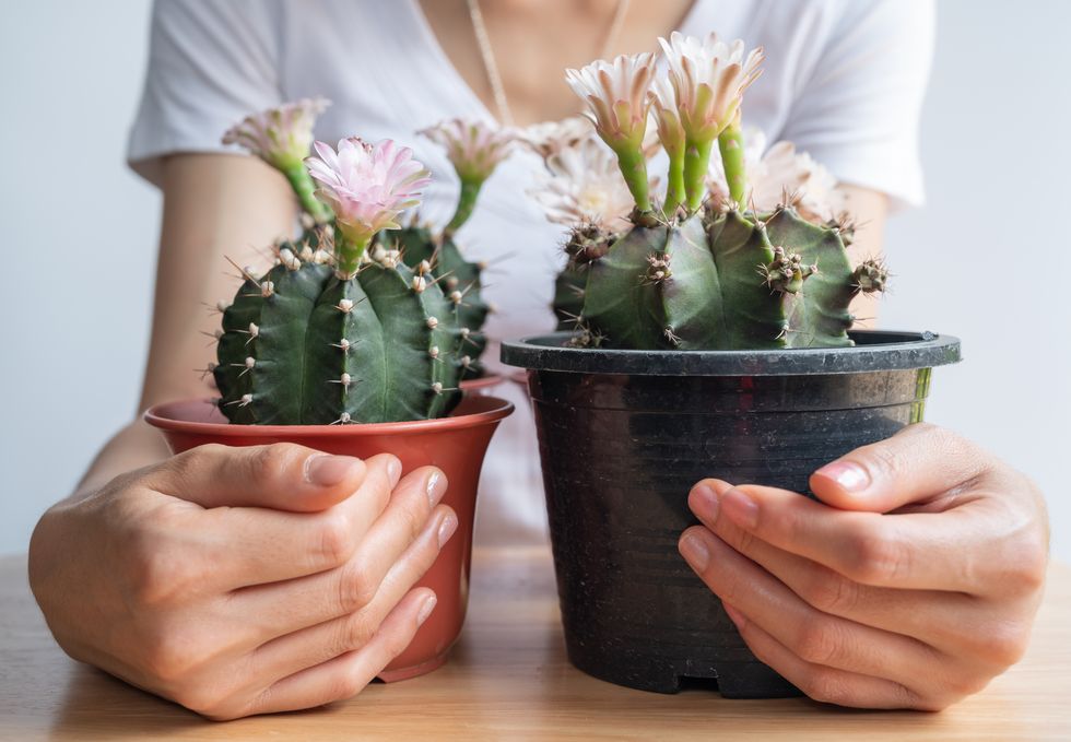 cropped shot of woman with two pot of gymnocalycium cactus with flowers blooming.