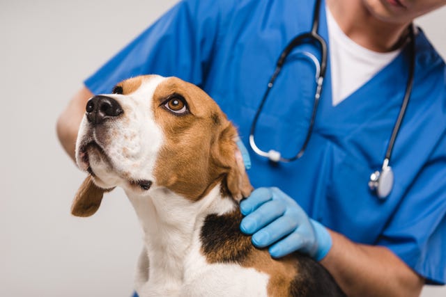 cropped view of veterinarian examining beagle dog isolated on grey