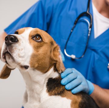 cropped view of veterinarian examining beagle dog isolated on grey