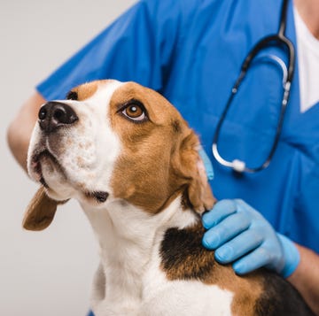 cropped view of veterinarian examining beagle dog isolated on grey cropped view of veterinarian examining beagle dog isolated on grey